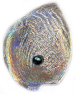 Thumb 5 dollarov 2012 goda galiotis iris